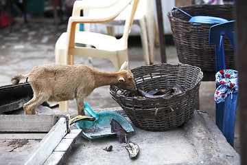 Image showing Young african goat eats plantain