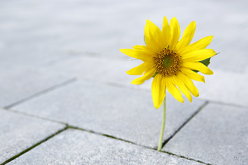 Image showing Beautiful yellow sunflower is growing through a stone ground