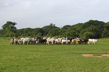 Image showing Afrikan cattle between green palms