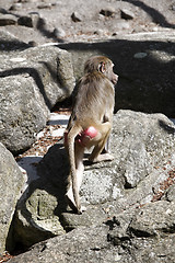 Image showing Baboon sitting on a rock