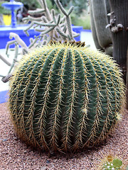 Image showing Jardin Majorelle