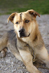 Image showing Attentive German shepherd dog