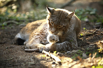 Image showing Lynx in the forest