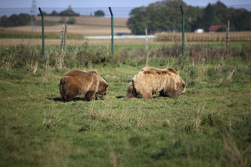 Image showing Two brown bears