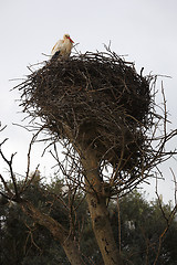 Image showing Stork sitting in the nest