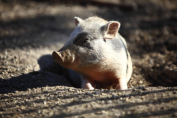 Image showing Bentheim pig outdoor