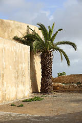 Image showing Palm in El Jadida, Morocco