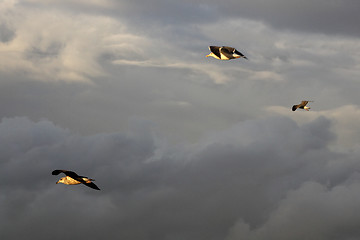 Image showing Seagulls flying in the sky
