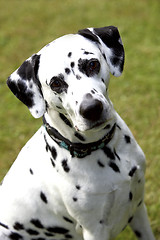 Image showing Face of a Dalmatian dog