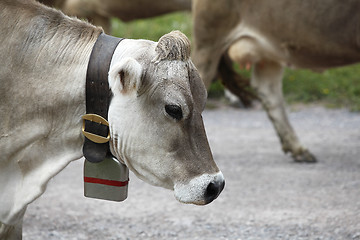 Image showing Cow cattle drive in the Alps