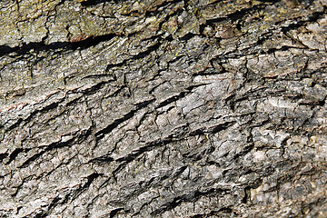 Image showing Bark of a tree