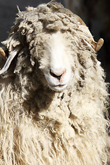 Image showing Ram with curly hair