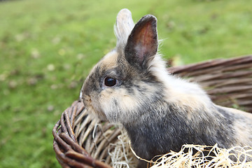 Image showing Young Lion head bunny