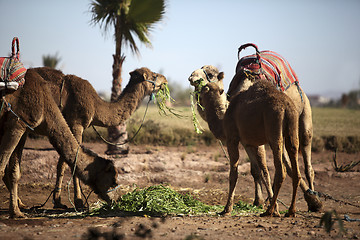 Image showing Dromedaries in the West Sahara