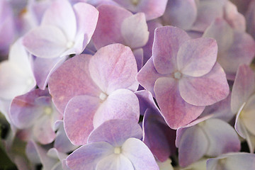 Image showing Hydrangeas