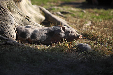 Image showing Bentheim pig outdoor