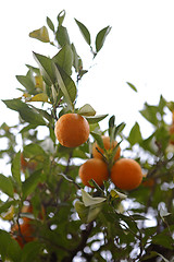 Image showing Orange trees in Morocco