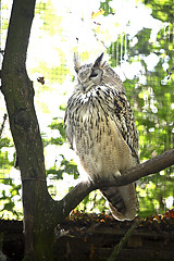 Image showing Eagle owl