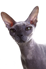 Image showing Don Sphynx Cat