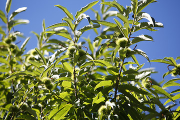 Image showing Chestnuts on the tree