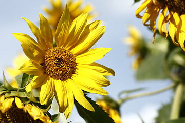 Image showing Beautiful yellow sunflowers in a blue sky