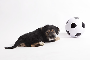 Image showing Puppy with football