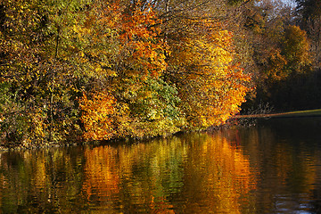 Image showing Autumn forest