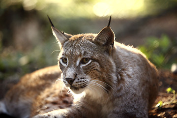 Image showing Lynx in the forest