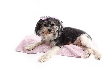 Image showing Young Terrier Mix lying on the blanket