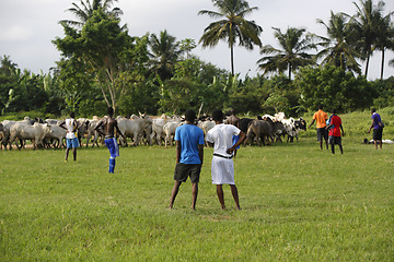 Image showing African soccer team during training