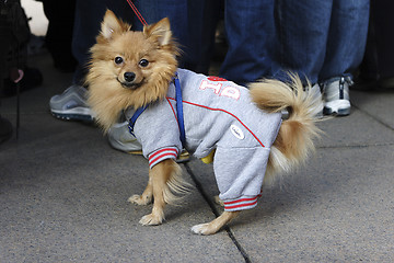 Image showing Freezing small dog wearing a sweater