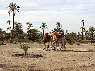 Image showing Dromedaries in the West Sahara