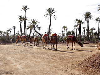 Image showing Dromedaries in the West Sahara