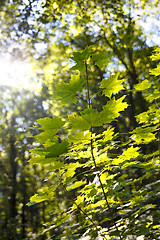 Image showing Forest in autumn