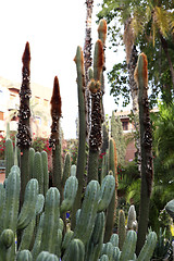 Image showing Jardin Majorelle