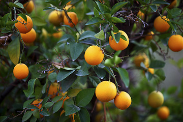 Image showing Orange trees in Morocco