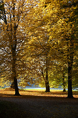 Image showing Autumn forest