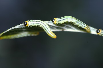 Image showing sawfly larvae