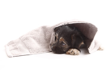 Image showing Young Terrier on the blanket