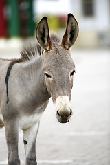 Image showing Portrait of a young african donkey