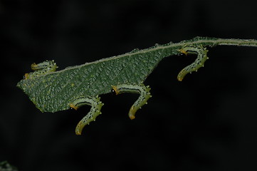 Image showing sawfly on Salix 2