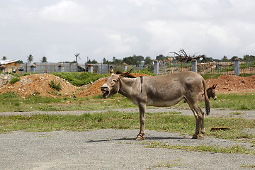 Image showing Portrait of a tired african donkey