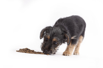 Image showing Young Terrier Mix eats dog food