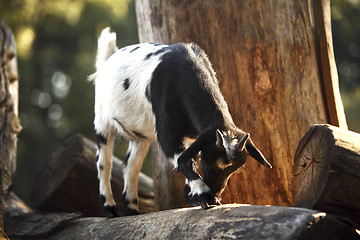 Image showing Colorful Dutch goat