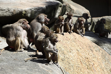 Image showing Baboon family