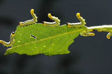 Image showing sawfly on Salix