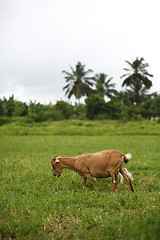 Image showing Portrait of a african goat