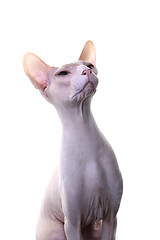 Image showing Don Sphynx Cat