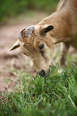 Image showing Portrait of a african goat