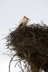 Image showing Stork sitting in the nest